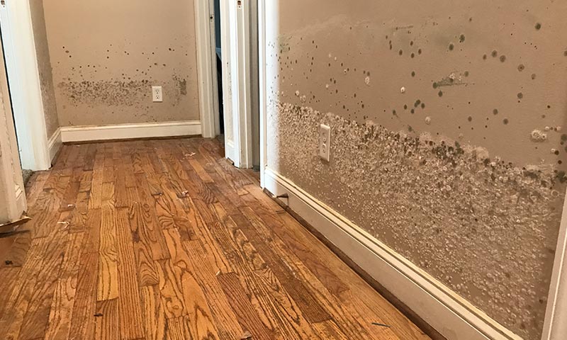 Mold Damage on the Wall